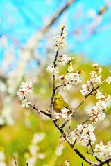 青空の下、白い梅の花の枝にとまるキュートな緑の小鳥、めじろ