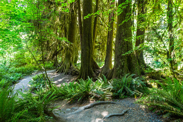 Mossy trees in the rainforest. Olympic National Park, Washington