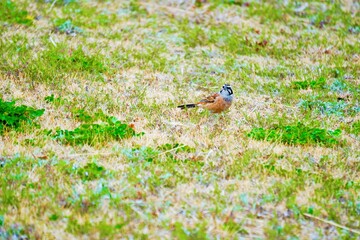 芝生の上にいるオスの小鳥、ホオジロ