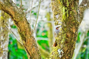 ノキシノブの生えた梅の木の幹に止まって突く小鳥、ヒヨドリ