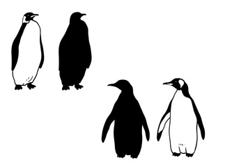 Cute Penguin. Monochrome vector illustration. Realistic animal