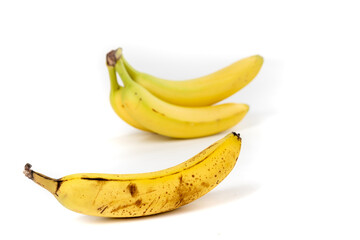 Aging banana by a bunch of fresh green bananas