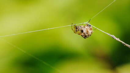 Brown Orb Weaver Spider on web and prey, Wrapping its insect prey in silk with nature background, Selective focus.