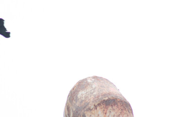 Logs from Eucalyptus tres stacked