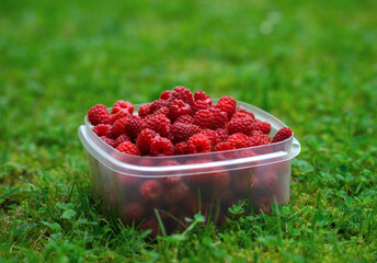 Transparent plastic food container with red raspberries.Summer vitamins from your own garden.Picking berries in summer.
