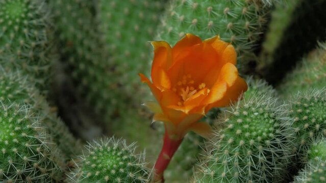 Beautiful cactus flower blooming time lapse isolated on black background.