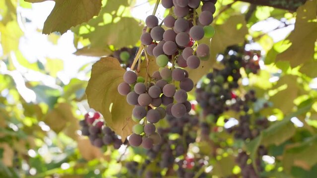 Purple grapes grow in a vineyard in summer weather. Smooth camera movement and sun flares with glare