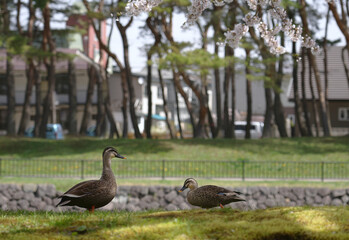 Fototapeta premium Eurasian Teal are small, but beautiful little ducks in the Garden.