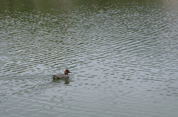 Beautiful green winged teal male duck swimming in the lake.