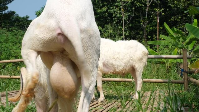 Indonesian sheeps with big horns in a grass farm