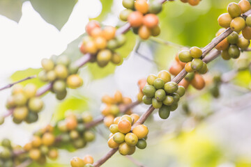 ripe arabica coffee beans on brance tree in farm.green Robusta and arabica coffee berries by agriculturist hands,Worker Harvest arabica coffee berries on its branch, agriculture concept.