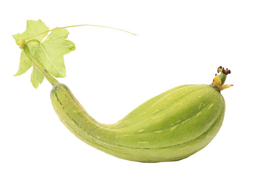 Fresh luffa on white background isolated