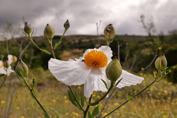  California tree poppy (Romneya coulteri). Large white flowers with a diameter of 10-18 cm. Many...