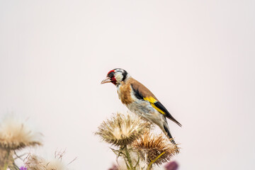 European goldfinch, feeding on the seeds of thistles. Carduelis carduelis.
