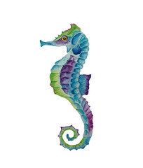 Watercolor seahorse isolated on white background. © Hanna Hushko