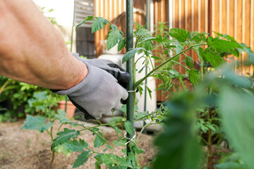 トマトに支柱をつけるシニア男性。植物支柱、サポート支柱、園芸支柱、植物サポート。６月、トマト栽培、手袋、趣味のガーデニング