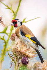European goldfinch, feeding on the seeds of thistles. Carduelis carduelis.