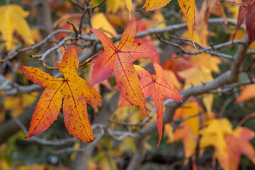 Autumn leaves falling from the tree, Winter has arrived