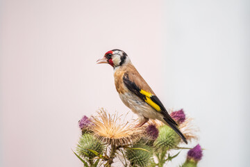 European goldfinch, feeding on the seeds of thistles. Carduelis carduelis.