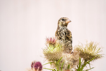 European goldfinch with juvenile plumage, feeding on the seeds of thistles. Carduelis carduelis.