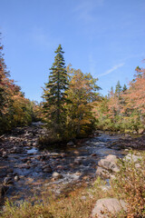 Obraz premium Canadian autumn colorful landscape with a river in the background.