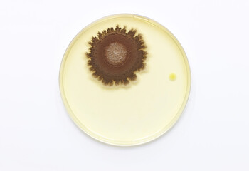 A brown colony of a fungus, and yellow colony of a bacterium, growing in a microbiological culture Petri dish