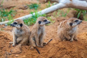 A group of cute meerkats. Meerkat Family are sunbathing.