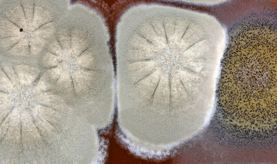 Central part of the colonies of fungi that are growing in a microbiological culture dish. 