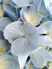 blue flowers gather like a butterfly