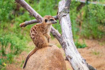 Meerkat, Suricata suricatta, on hind legs. Portrait of meerkat standing on hind legs with alert expression. Portrait of a funny meerkat sitting on its hind legs.