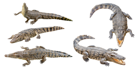 Collection set crocodile