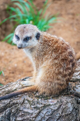 Meerkat, Suricata suricatta, on hind legs. Portrait of meerkat standing on hind legs with alert expression. Portrait of a funny meerkat sitting on its hind legs.