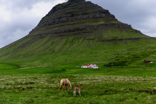 vue sur deux chevaux à poil long beige dans un pâturage vert en été avec une haute montagne en arrière plan