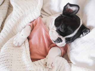 Cute puppy lying on the bed in the living room. Clear, sunny day. Close-up, indoors. Studio photo. Day light. Concept of care, education, obedience training and raising pets