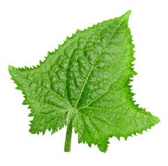 Cucumber leaf isolated on white background