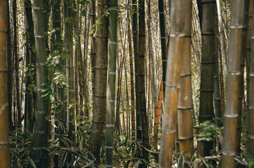 In a tranquil oasis, a bamboo forest stands tall and graceful. Sunlight filters through the slender stalks, creating a serene ambiance.