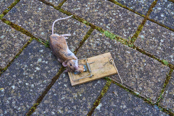 bank vole mouse dead in an old wooden snap trap.