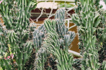 Cereus peruvianus monstrous cactus closeup view