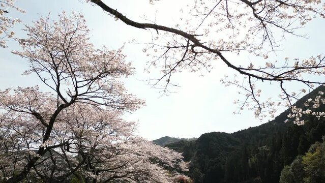 久礼大坂谷川の桜　ドローン空撮