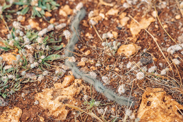 pine thaumetopoea pityocampa caterpillars that pose a danger to forestry and humans