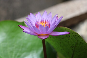 Close up shot of blue lotus (Egyptian blue flower/Indian blue water lily) in pond