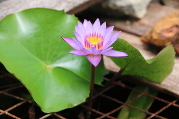 Close up shot of blue lotus (Egyptian blue flower/Indian blue water lily) in pond