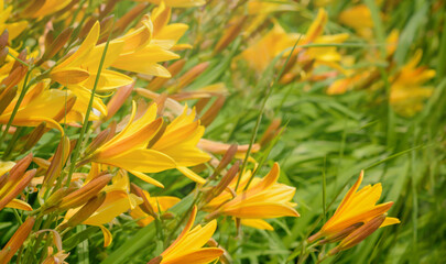 Yellow lily flower on a blurred background on the side