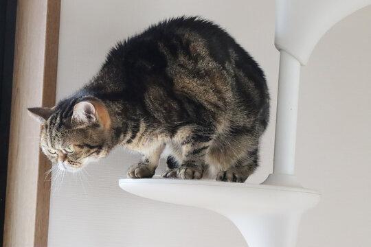 キャットタワーから下をのぞき込む猫アメリカンショートヘアブラウンタビー