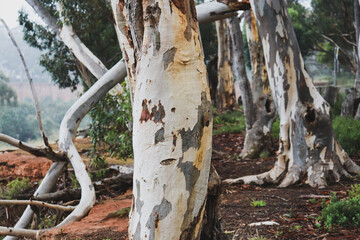 tree trunk of a eucalyptus in australian bushland in morning fog