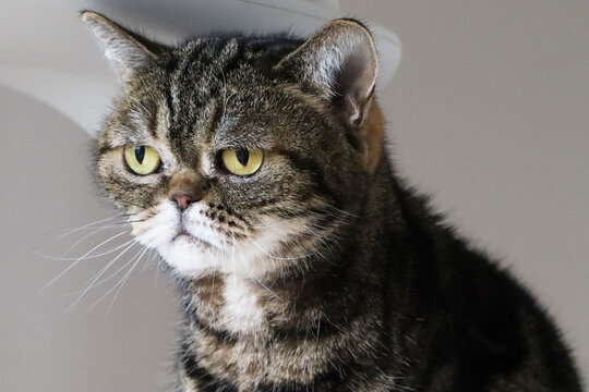 じっと見つめる鼻ぺちゃ猫アメリカンショートヘアブラウンタビー