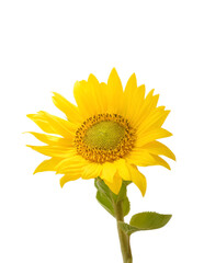Small sunflower flower isolated on white background