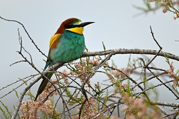 European bee-eater // Bienenfresser (Merops apiaster) - Evros Delta, Greece