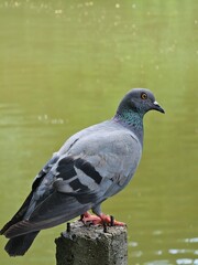 pigeon in the park