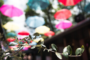 オリーブの木とアンブレラスカイ